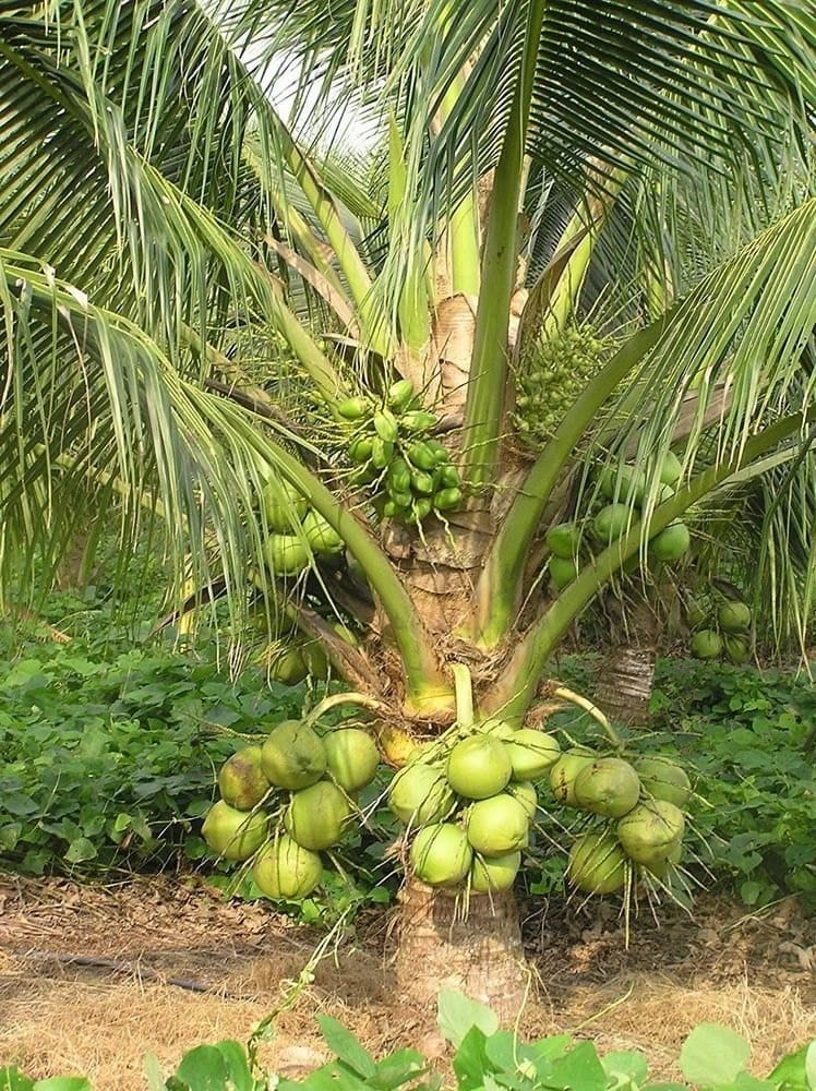 Malaysian Green Coconut